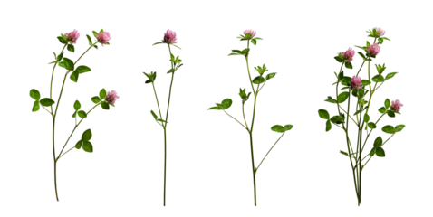 Realistic red clover flowers with leaves and stems isolated on transparent background. Three clover flowers and example of a bouquet of them.
