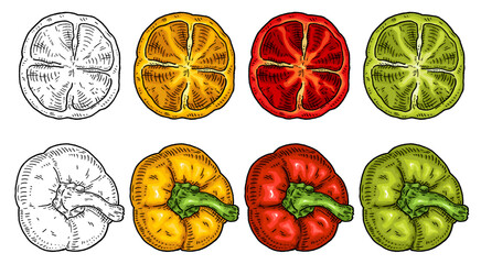 Sweet bell yellow, red, green pepper. Top view. Vintage hatching vector black illustration.