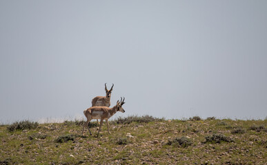 Pronghorn Bucks in the Wyoming Desert