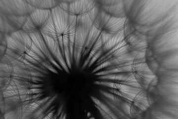flower fluff, dandelion seeds  - beautiful macro photography