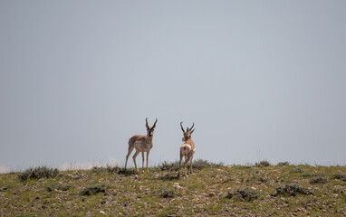 Pronghorn Bucks in the Wyoming Desert