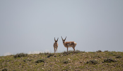 Pronghorn Bucks in the Wyoming Desert