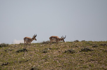 Pronghorn Bucks in the Wyoming Desert