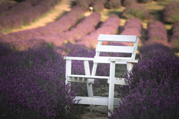 A chair in a lavender field