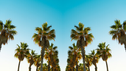 Fototapeta na wymiar View of symmetrical shaped palm trees over summer sky