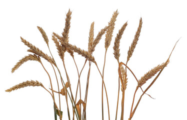 Dry yellow wheat ears, grain isolated on white, clipping path