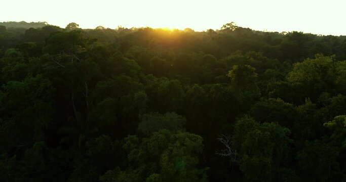 Morning Amazon Rainforest Panorama with Sunrise: Aerial View of Peaceful Rainforest and Greenery Under Clear Sky 7