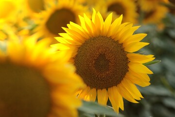 Sunflower - Helianthus annuus at sunset - 624501127