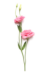 Obraz premium Beautiful pink eustoma flowers on white background