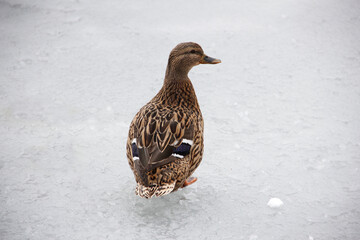 beautiful duck on the ice in winter