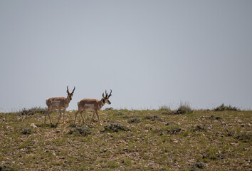 Pronghorn Bucks in the Wyoming Desert