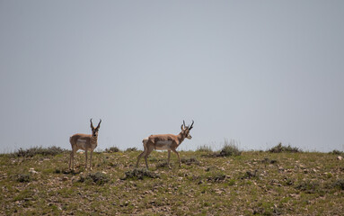 Pronghorn Bucks in the Wyoming Desert