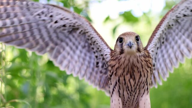 Kestrel falcon flaps its wings on a background with bokeh.