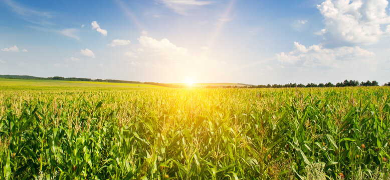 Corn field and beautiful sunset. Wide photo.