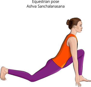Young woman practicing yoga exercise, doing Equestrian pose. Ashva Sanchalanasana. Arm Leg Support and Balancing. Beginner. Isolated vector illustration.