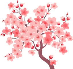 sakura cherry blossom flower illustration