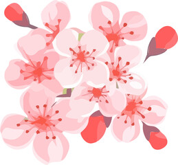 beauty pink cherry blossom illustration