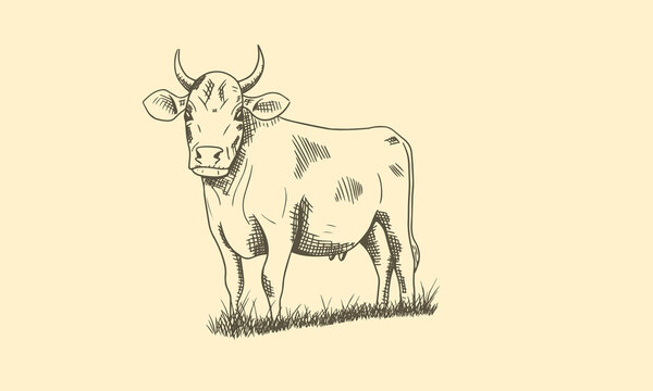 Hand drawn sketch vector illustration of a cow.