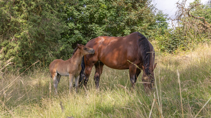 Idylle: 6 Wochen altes braunes Fohlen berührt seine grasende braune Mutter mit dem Maul an der Flanke am Waldrand im hohen Gras auf der Wiese im Sommer