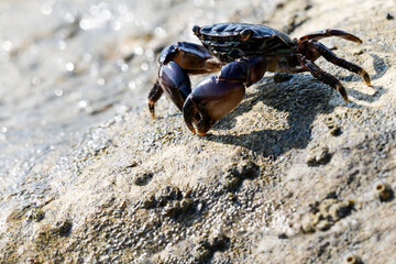 salt water crab sitting sun stone massive claws - obrazy, fototapety, plakaty