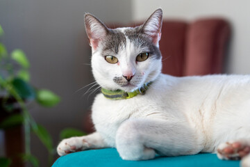 A portrait of female white cat with gray ears lying on bench. animalworld. Pet lover. animal lover. Cat. Lover.