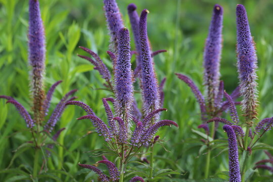 Veronica spicata, spiked speedwell plant with blue flowers. Close up. 