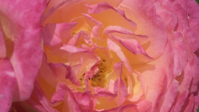 beautiful apricot yellow rose flower background. macro shot. sunny day