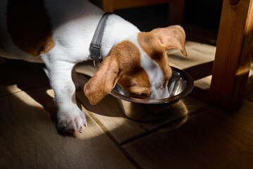 Cute jack russell dog terrier puppy eating dry food or drinking water from a steel bowl in the...