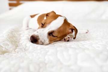 Cute jack russell dog terrier puppy sleeping on white blanket in the bed in bedroom.