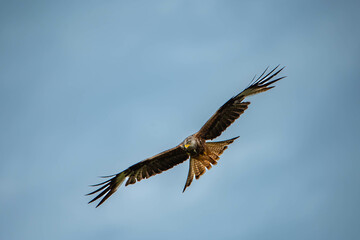 beautiful red kite during the hunt