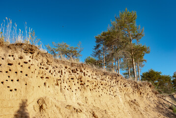 swallow nests in a steep cliff.
