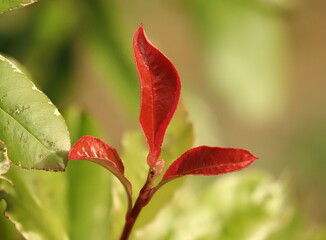 feuilles rouges sur fond vert, ouvertes en éventail.