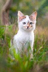 Naklejka na ściany i meble Small cute kitten sitting in the garden in the tall grass