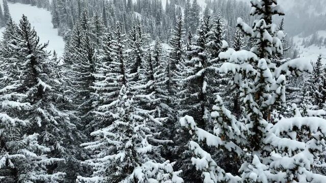 Flying over a snow covered forest in the Wasatch Mountains near Salt Lake City, Utah.