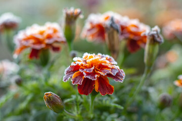 Frost-covered marigolds in the garden in late autumn
