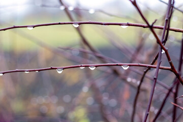 Wet tree branches with raindrops on a blurred background