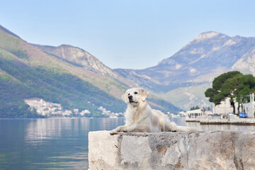 the dog on the embankment against the backdrop of mountains and building. Golden Retriever near the water. Pet in city