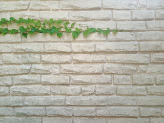 A clean, white brick wall with green ivy growing along the top edge of the wall. Background with...