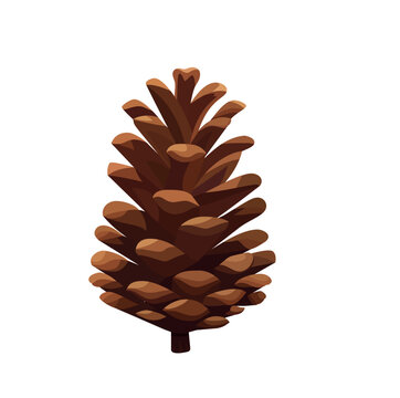 Open fir cone. Vector illustration on white background.