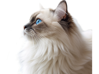 Gentle Ragdoll Cat Gazing into the Distance - Transparent Background