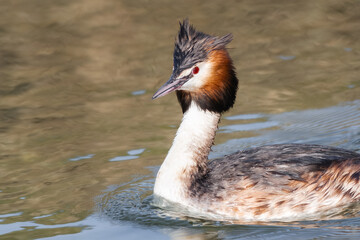 Ein Haubentaucher unterwegs auf der Glatt bei D&uuml;bendorf