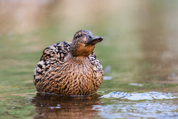 Stockente (Weibchen) im Naturschutzgebiet Wallisellen