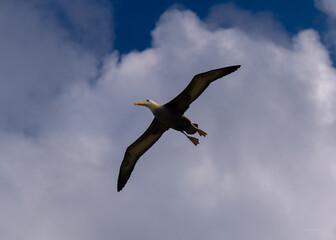 Fototapeta na wymiar Albratro ave de Galapagos
