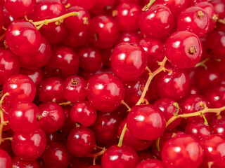 Ripe red currant on a light background. Currant closeup