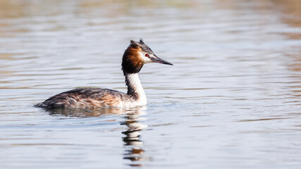 Ein Haubentaucher unterwegs auf der Glatt bei Dübendorf
