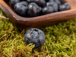 Ripe blueberries on green moss. blueberries close up