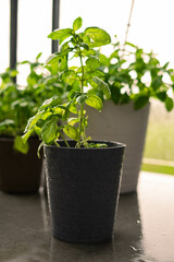 basil in a black pot on the balcony in rainy weather
