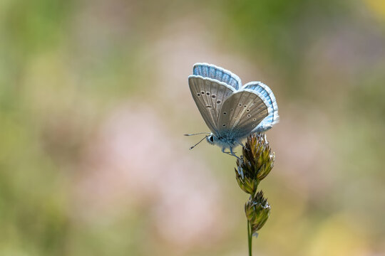 Lycaenidae / &Ccedil;okg&ouml;zl&uuml; İfigenya / / Polyommatus iphigenia