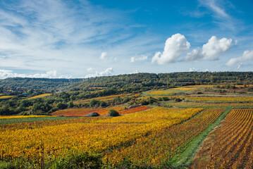 Vignoble automnal. Des vignes en automne. Viticulture en Côte-d'Or. Vignes dorées en Bourgogne. Vin français. Paysage de vignes en automne en Bourgogne. Paysage de Saint-Romain. Coteaux de Meursault