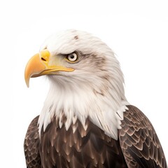 Bald eagle bird isolated on white. Generative AI